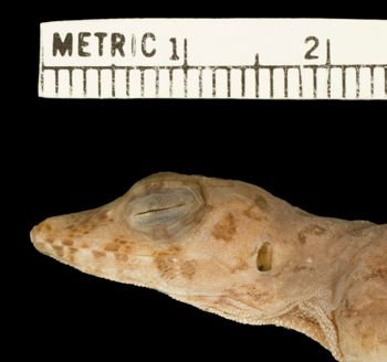 Media type: image;   Herpetology R-132383 Aspect: head lateral